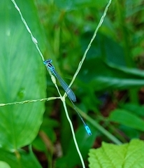 Aciagrion occidentale