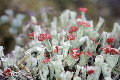 Cladonia sulphurina