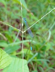 Aciagrion occidentale