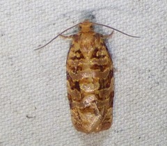Archips xylosteana