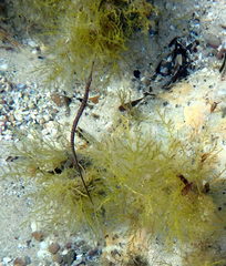 Stigmatopora nigra