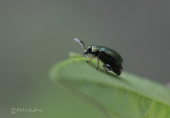 Crepidodera fulvicornis
