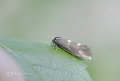 Incurvariidae