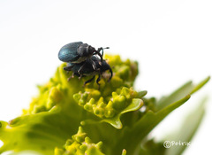 Ceutorhynchus barbareae