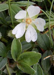 Potentilla montana