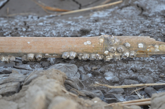 Fistulobalanus albicostatus