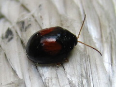 Argopistes biplagiatus