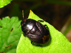 Macroscytus japonensis