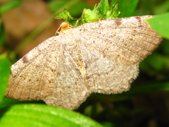 Protoboarmia simpliciaria