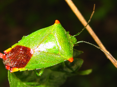 Acanthosoma labiduroides