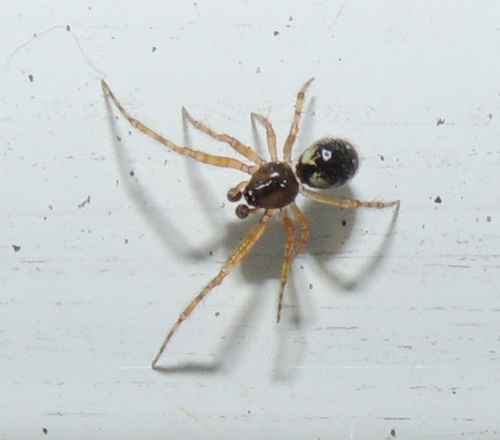 Sardinidion blackwalli