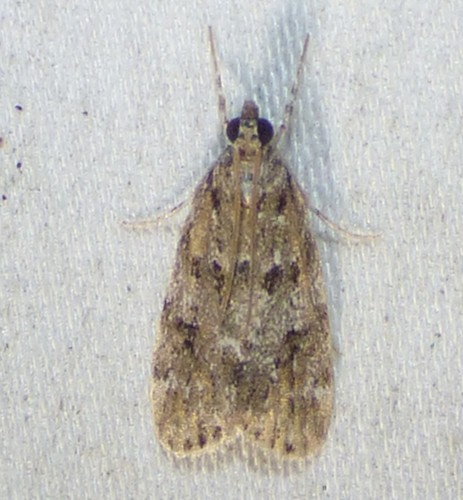 Many-spotted Scoparia Moth photo 4