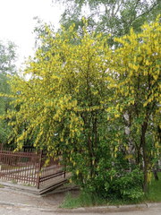 Laburnum anagyroides