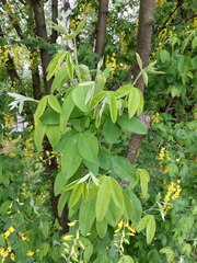 Laburnum anagyroides