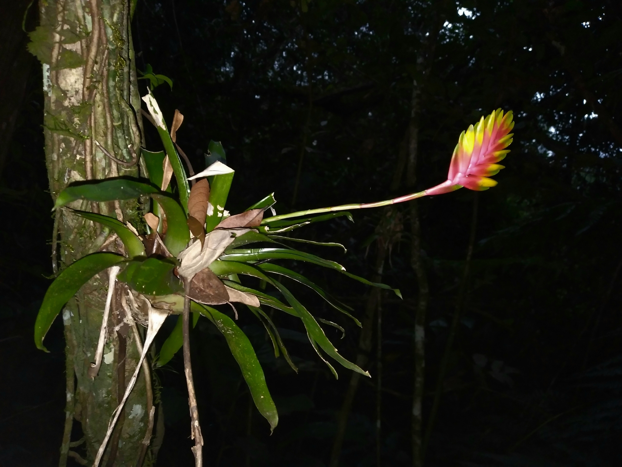 Vriesea carinata