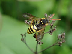 Nomada succincta