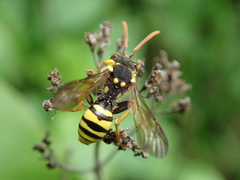 Nomada succincta