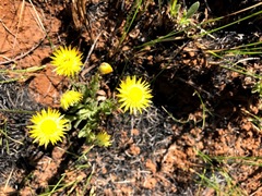 Helichrysum foetidum