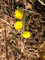 Helichrysum foetidum
