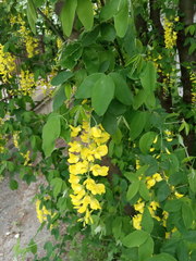 Laburnum anagyroides