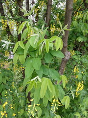 Laburnum anagyroides