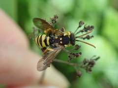 Nomada succincta