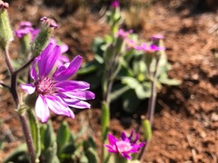 Senecio macrocephalus