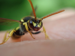Nomada succincta
