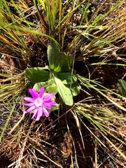 Senecio macrocephalus