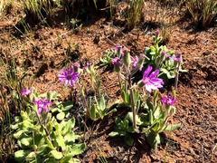Senecio macrocephalus