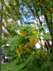 Caragana arborescens