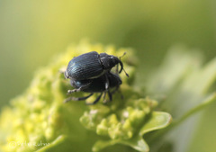 Ceutorhynchus barbareae
