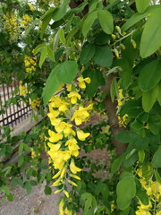 Laburnum anagyroides