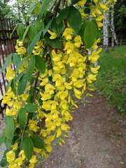 Laburnum anagyroides