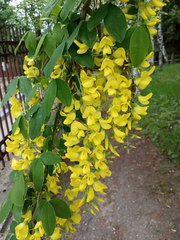 Laburnum anagyroides