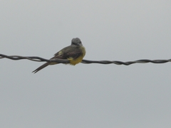 Tyrannus melancholicus