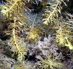 Stigmatopora nigra