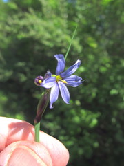 Sisyrinchium mucronatum