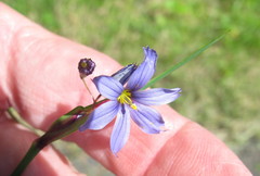 Sisyrinchium mucronatum