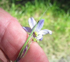 Sisyrinchium mucronatum