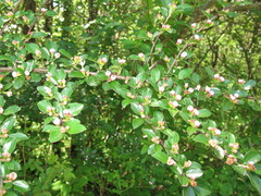 Cotoneaster apiculatus