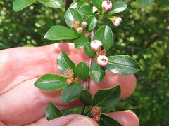 Cotoneaster apiculatus