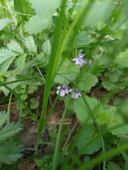 Glechoma hederacea