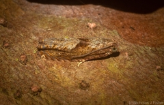 Fibuloides phycitipalpia