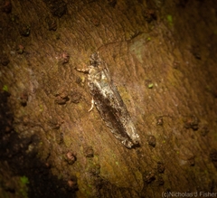 Metrioglypha phyllodes