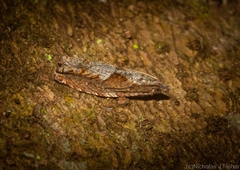 Fibuloides phycitipalpia