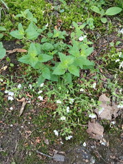 Veronica peduncularis