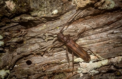 Diotimana undulata