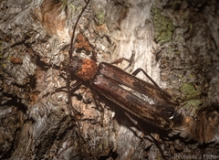 Diotimana undulata