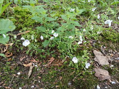 Veronica peduncularis